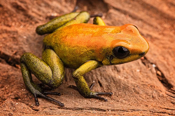 Poison arrow frog Phyllobates bicolor — Zdjęcie stockowe