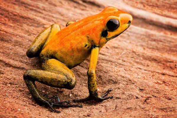 Poison arrow frog Phyllobates bicolor — Stock Photo, Image