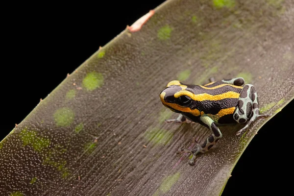 Poison dart frog Peru — Stock Photo, Image