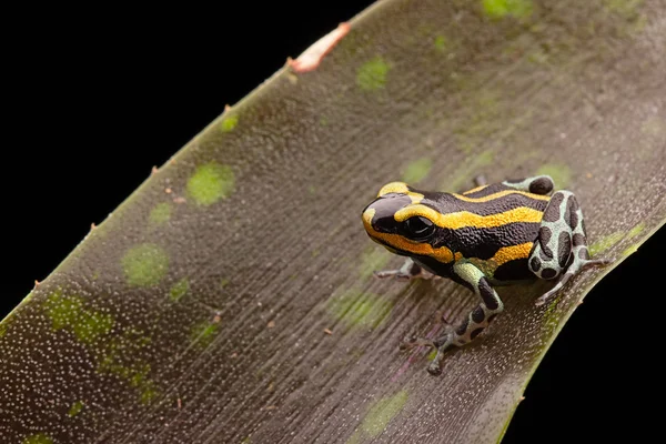 Dardo venenoso rana Perú — Foto de Stock