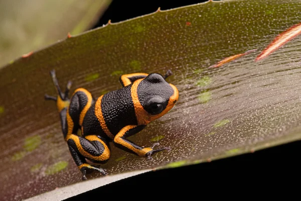 Poison dart frog Ranitomeya imitator — Stok fotoğraf
