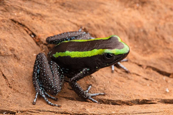 Pfeilgiftfrosch, Phyllobates aurotaenia — Stockfoto