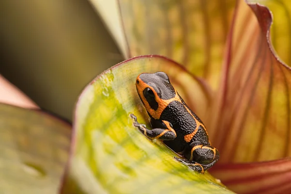 Poison dart frog Ranitomeya imitator — Stock Photo, Image