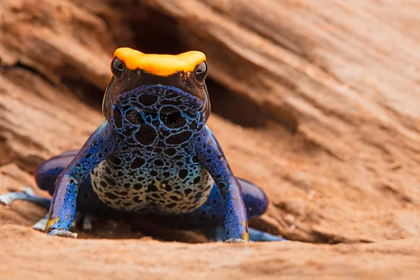 Dendrobates tinctorius a poisonous animal — Stockfoto