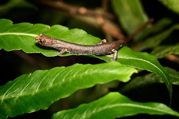 Tropical newt Bolitoglossa sp. — Stock Photo, Image