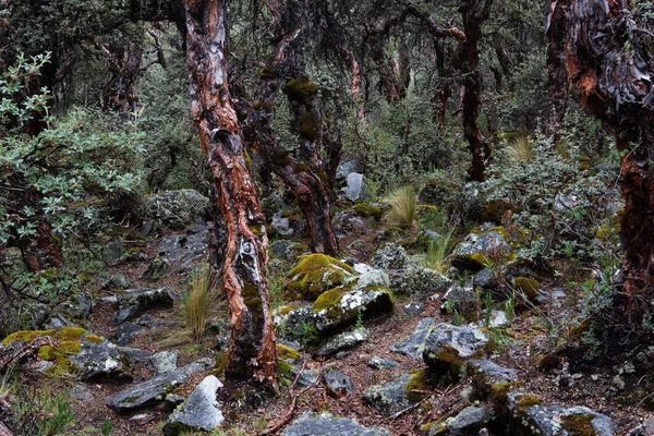 Δάσος Polylepis στα ύψη των Άνδεων — Φωτογραφία Αρχείου