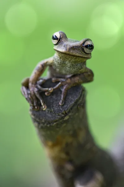 A tropical Amazonian tree frog — Stock Photo, Image