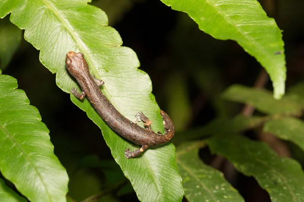 Amazon yağmur ormanlarında newt — Stok fotoğraf