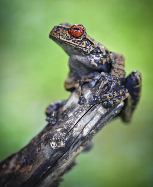 Lövgroda i tropiska Amazonas regnskog — Stockfoto