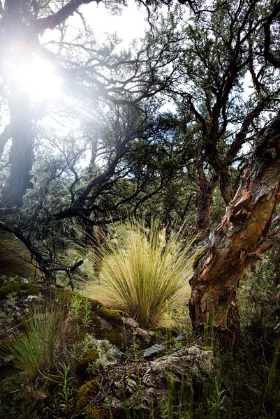 높은 안데스의 Polylepis 숲 — 스톡 사진