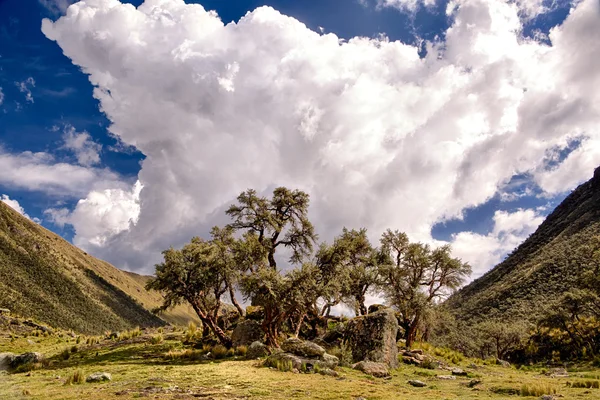 Polylepis forest in the high Andes — Stock Photo, Image