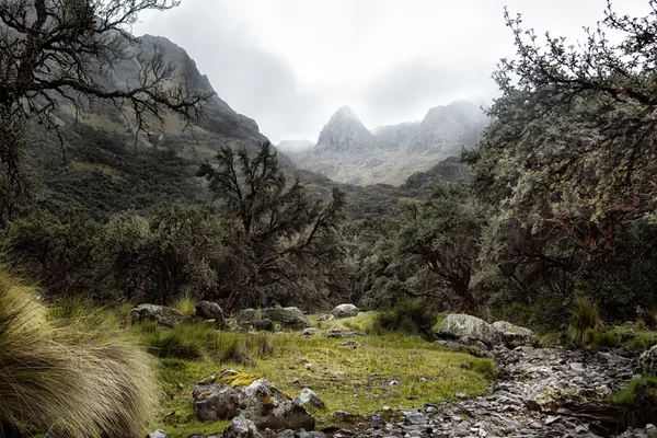 Polylepis forest in the high Andes — Stock Photo, Image