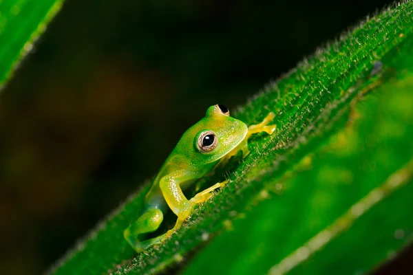 Rana de vidrio tropical — Foto de Stock