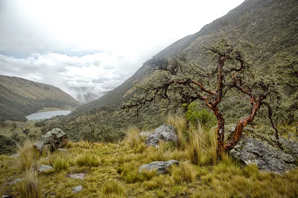 Polylepis forest in the high Andes — Stock Photo, Image