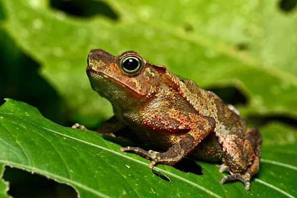 Neotropical toad in Amazon jungle — Stock Photo, Image