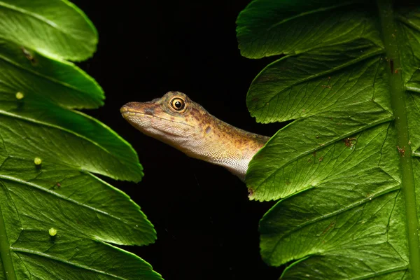 Anolis um pequeno lagarto — Fotografia de Stock