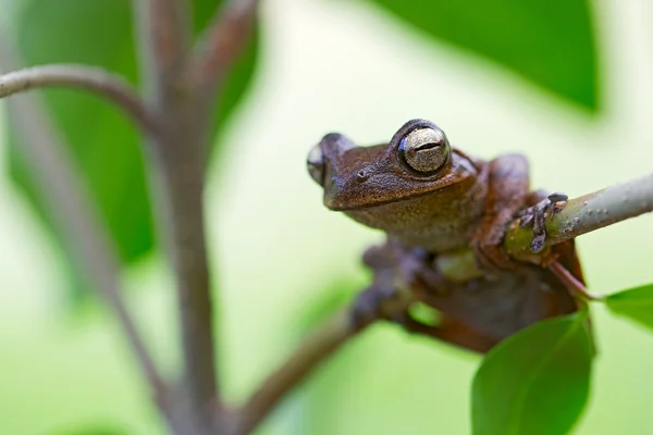 Een tropische Amazone boomkikker — Stockfoto