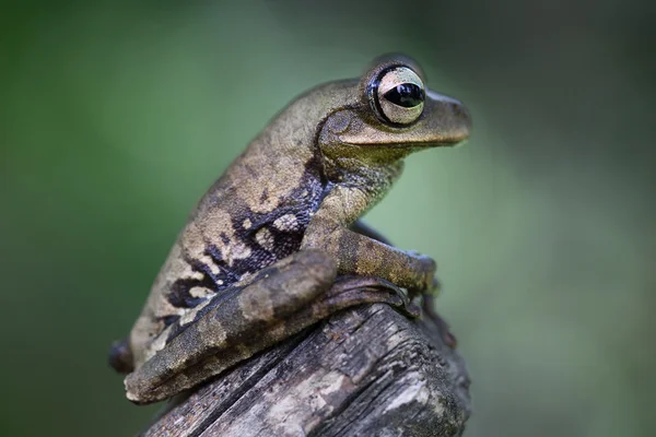 Tropiska lövgroda — Stockfoto