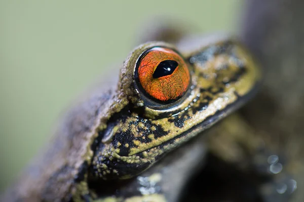 Тропическая лягушка — стоковое фото