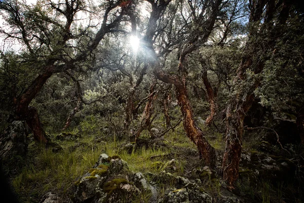 Δάσος Polylepis στα ύψη των Άνδεων — Φωτογραφία Αρχείου