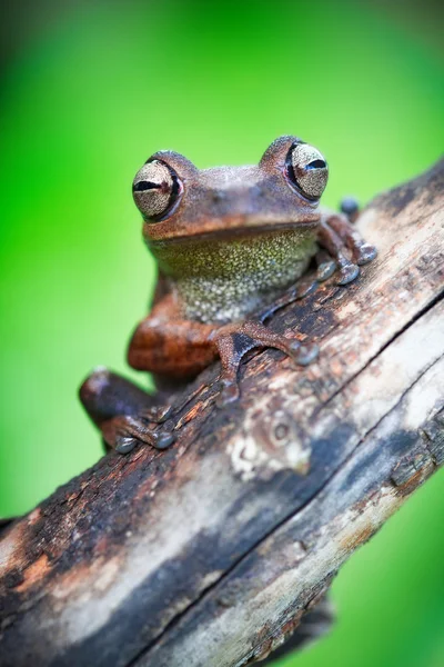 Una rana tropicale amazzonica — Foto Stock