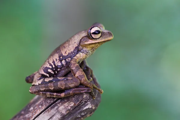 Tropikalne żaby drzewa — Zdjęcie stockowe