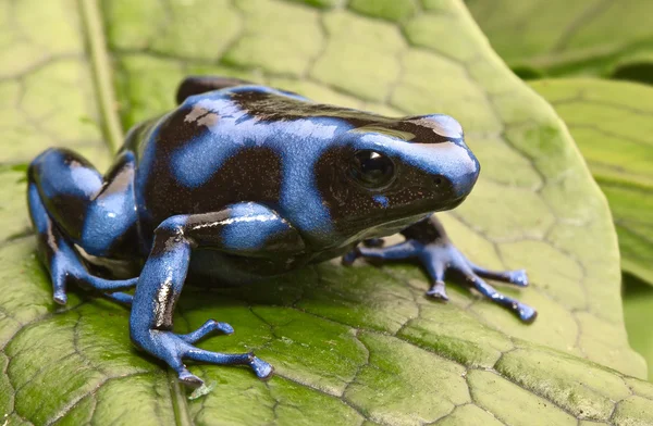 Blauwe pijlgifkikker — Stockfoto