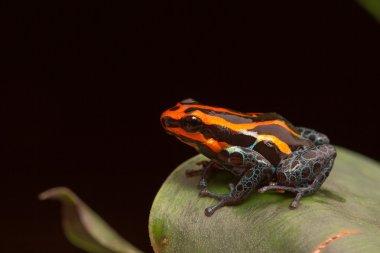 red banded poison dart frog clipart