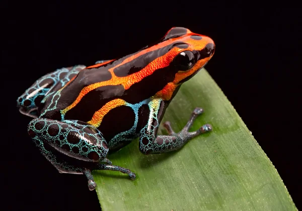 Sapo de dardo vermelho listrado veneno — Fotografia de Stock