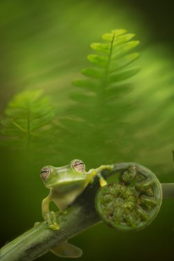 Glass frog in rainforest clipart
