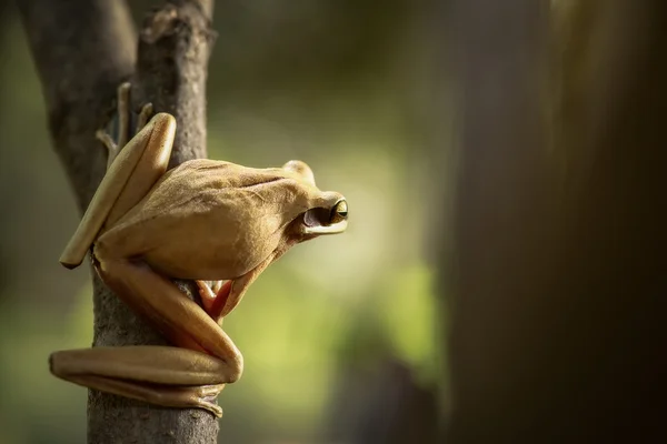 Tree frog ready to jump