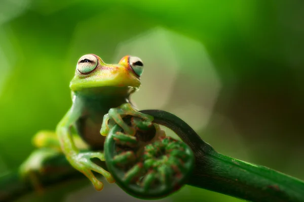 Teee kurbağa Hypsiboas yılan — Stok fotoğraf