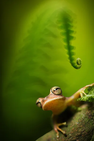 Amazonen-Laubfrosch — Stockfoto