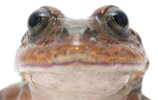 Große Froschaugen — Stockfoto