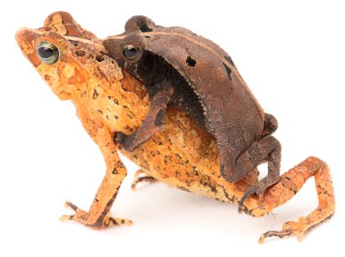 Tropical mating toads clipart