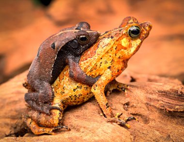 Mating tropical toads clipart