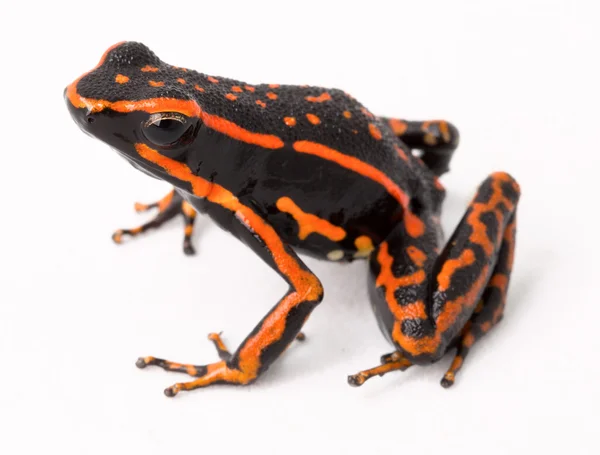 Red striped poison arrow frog — Stock Photo, Image