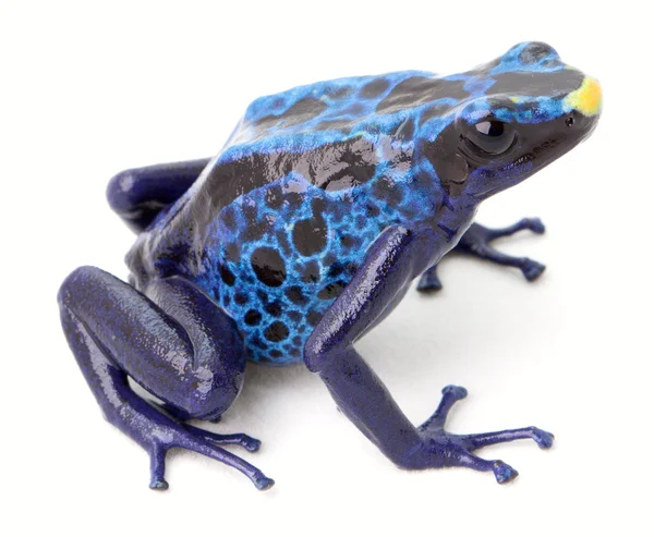 Mavi zehirli kurbağa — Stok fotoğraf
