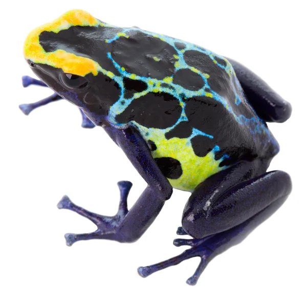 Poisn arrow frog — Stock Photo, Image