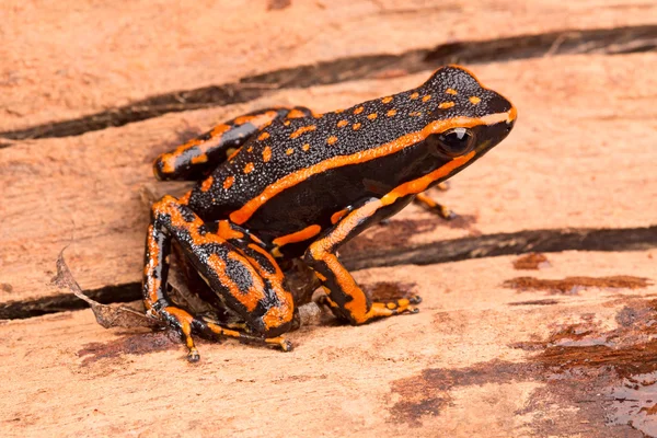 Zehirli ok kurbağa — Stok fotoğraf