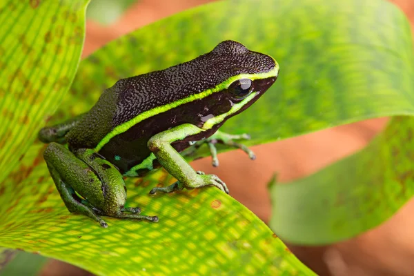 Striped poison dart frog — Stock Photo, Image