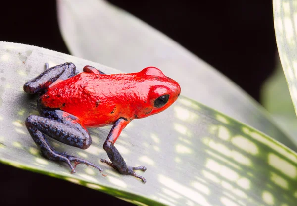 Sapo seta veneno de morango — Fotografia de Stock