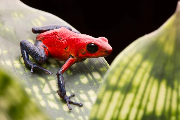 Erdbeer-Pfeilgiftfrosch — Stockfoto