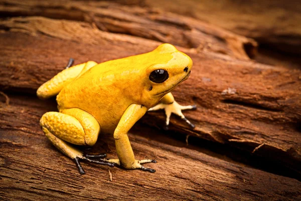 Poisonous frog — Stock Photo, Image