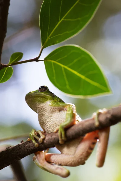 이국적인 나무 개구리 — 스톡 사진