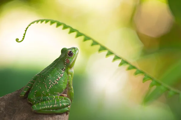 Ağaç kurbağası — Stok fotoğraf