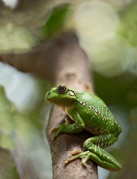 Tropical green tree frog — Stock Photo, Image