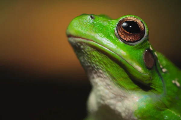 Bolivian tree frog — Stock Photo, Image