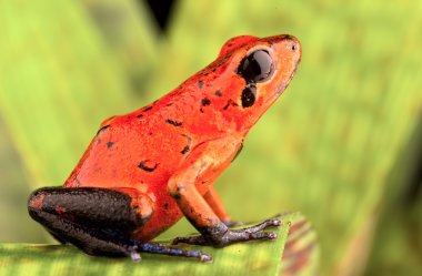 red poison dart frog clipart