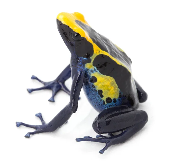 Zatruta strzała żaba — Zdjęcie stockowe